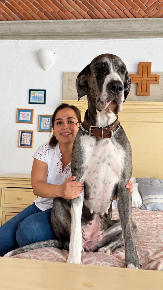 Una mujer junto a su gran danés adulto en casa.