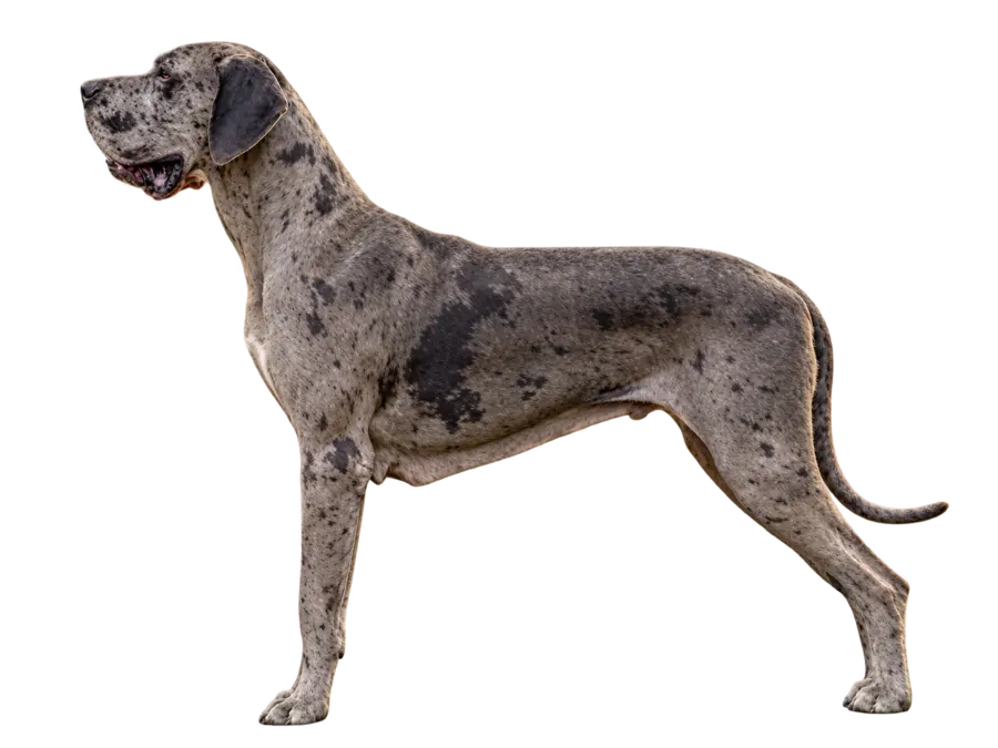 Gran danés merle de perfil.