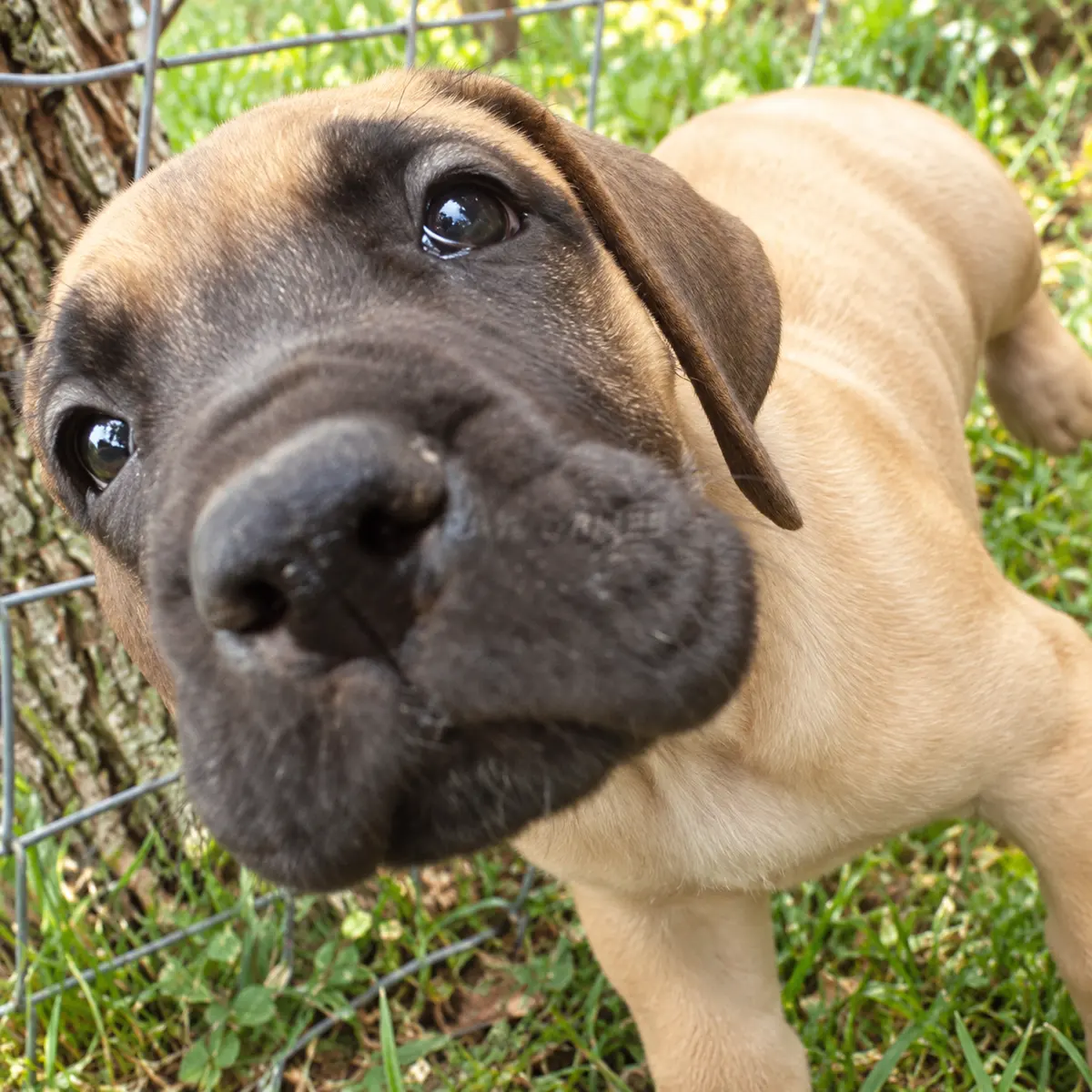 Retrato cercano de un cachorro leonado de Castillejos.
