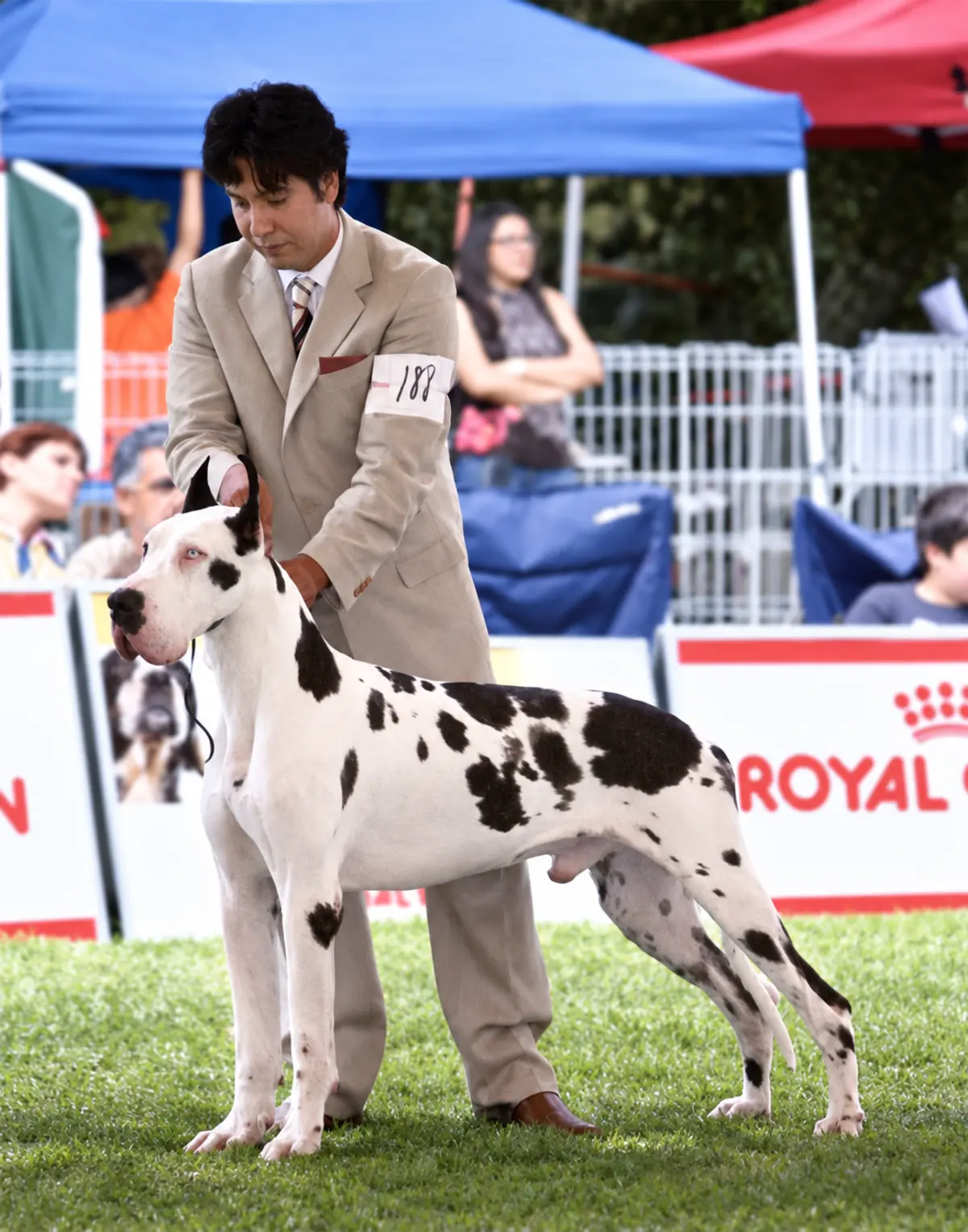 Un gran danés arlequín con su manejador en una exposición canina.