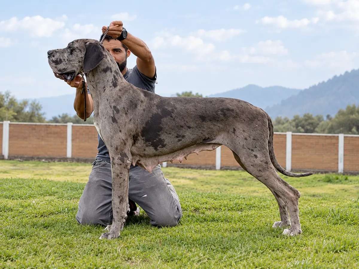 Ivan junto a un gran danés merle; el perro oculta parte de su rostro.